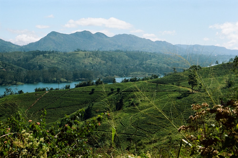 a lush green hillside with a lake in the distance