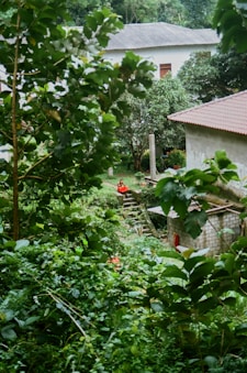 a house in the middle of a lush green forest