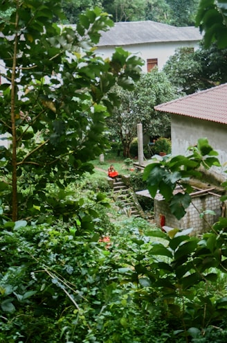 a house in the middle of a lush green forest