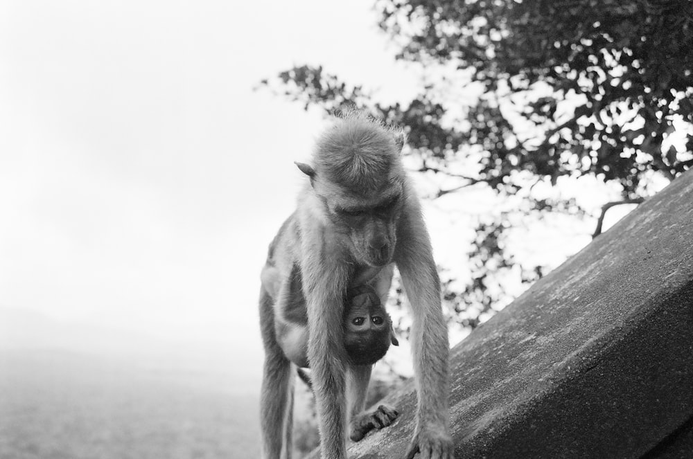 a monkey is holding a baby monkey on a rock