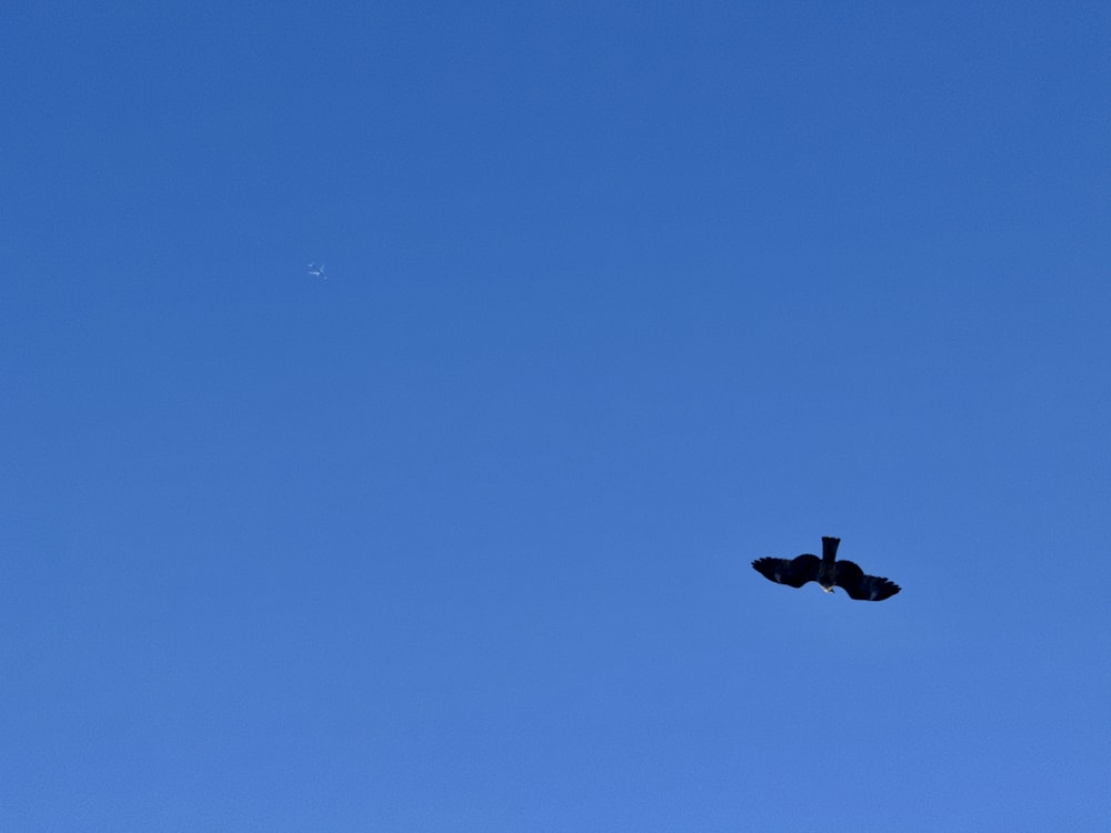 a bird flying in the sky with a moon in the background