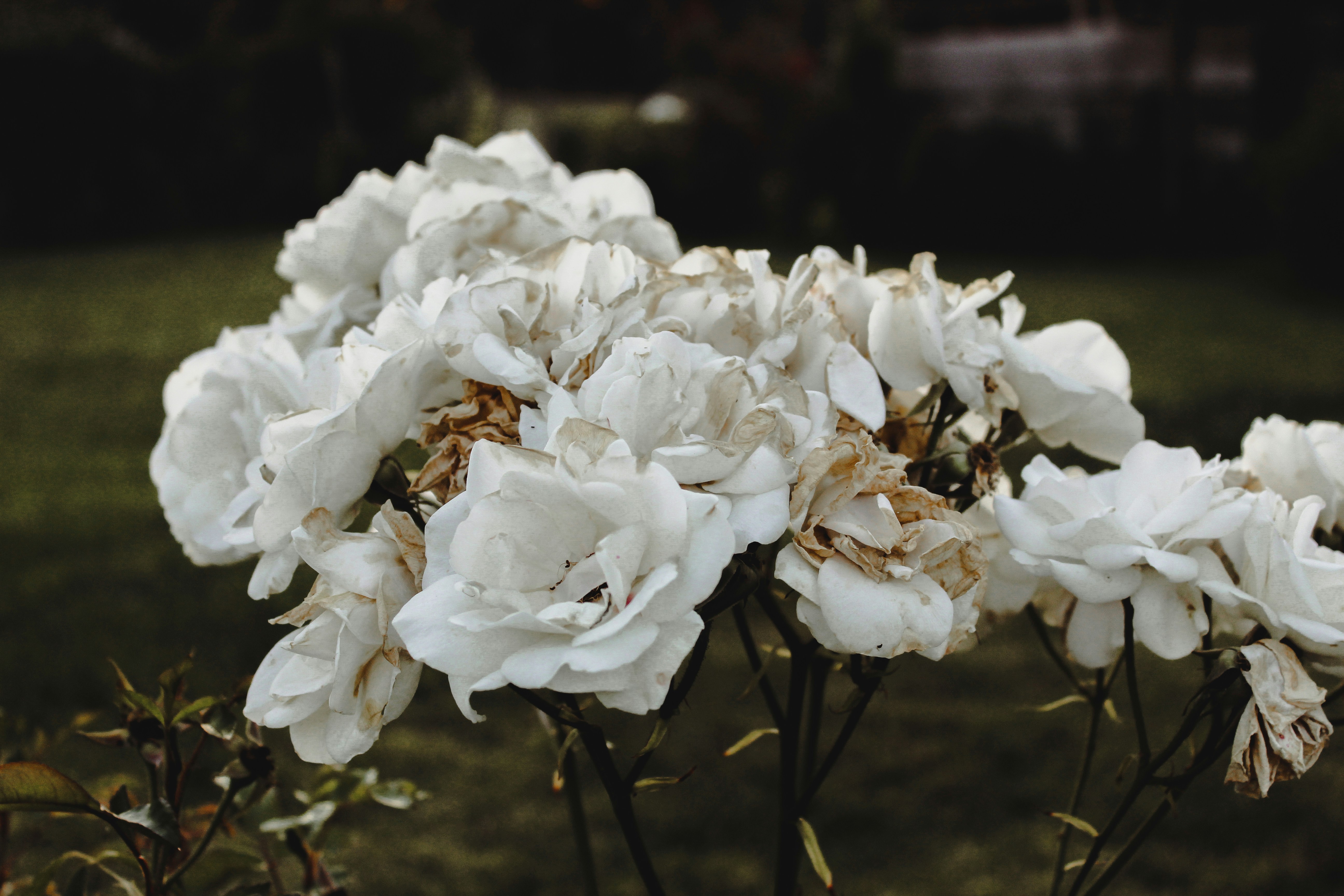 Photo by patric_arav