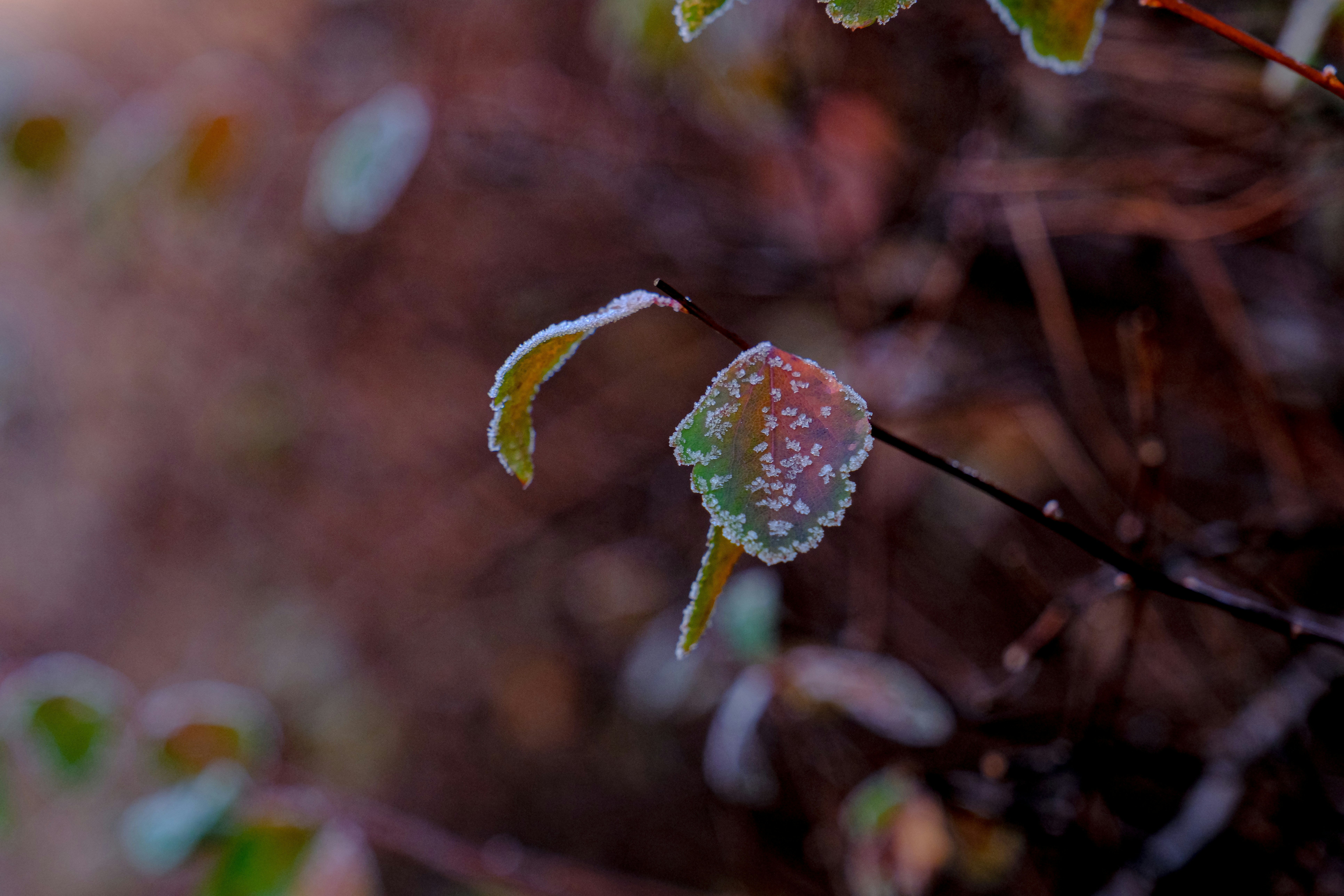 Photo by cestmoisheedy