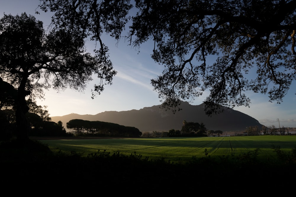 a field with trees and a mountain in the background