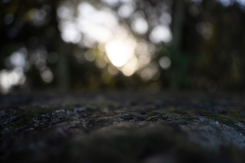 a close up of a rock with trees in the background