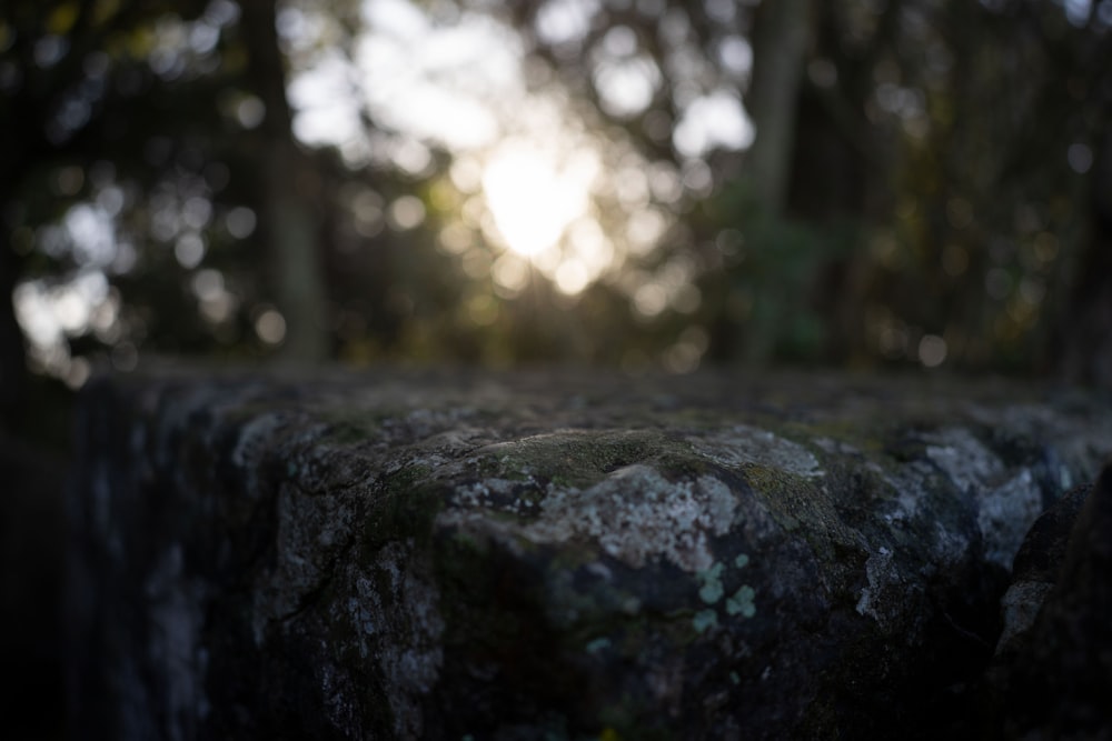 a close up of a rock with trees in the background
