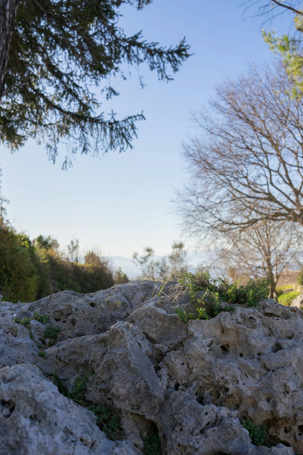 a bird is perched on a rock near a tree