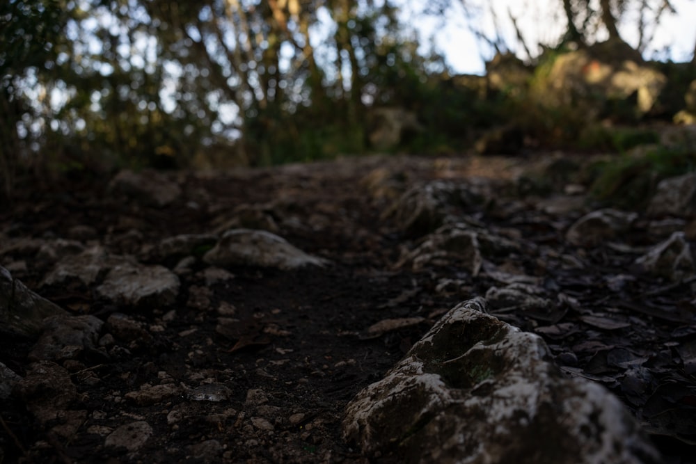 a close up of rocks and dirt with trees in the background