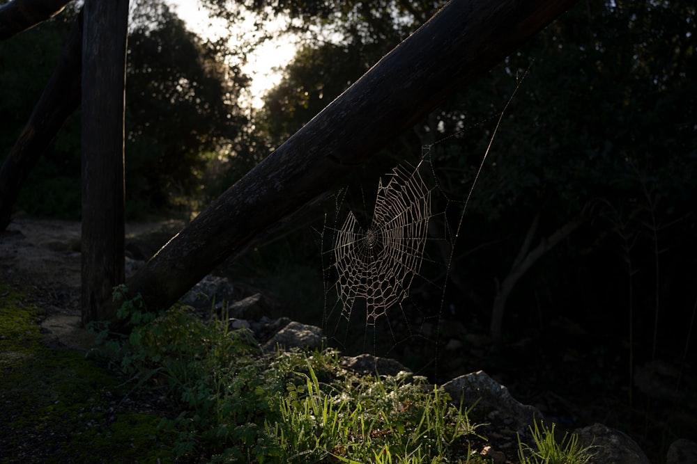 a spider web sitting on top of a lush green field