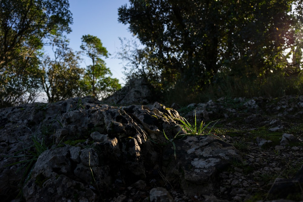 il sole splende tra gli alberi e le rocce