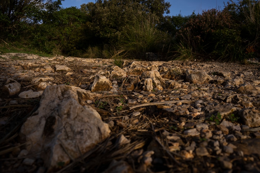 a bunch of rocks that are laying on the ground