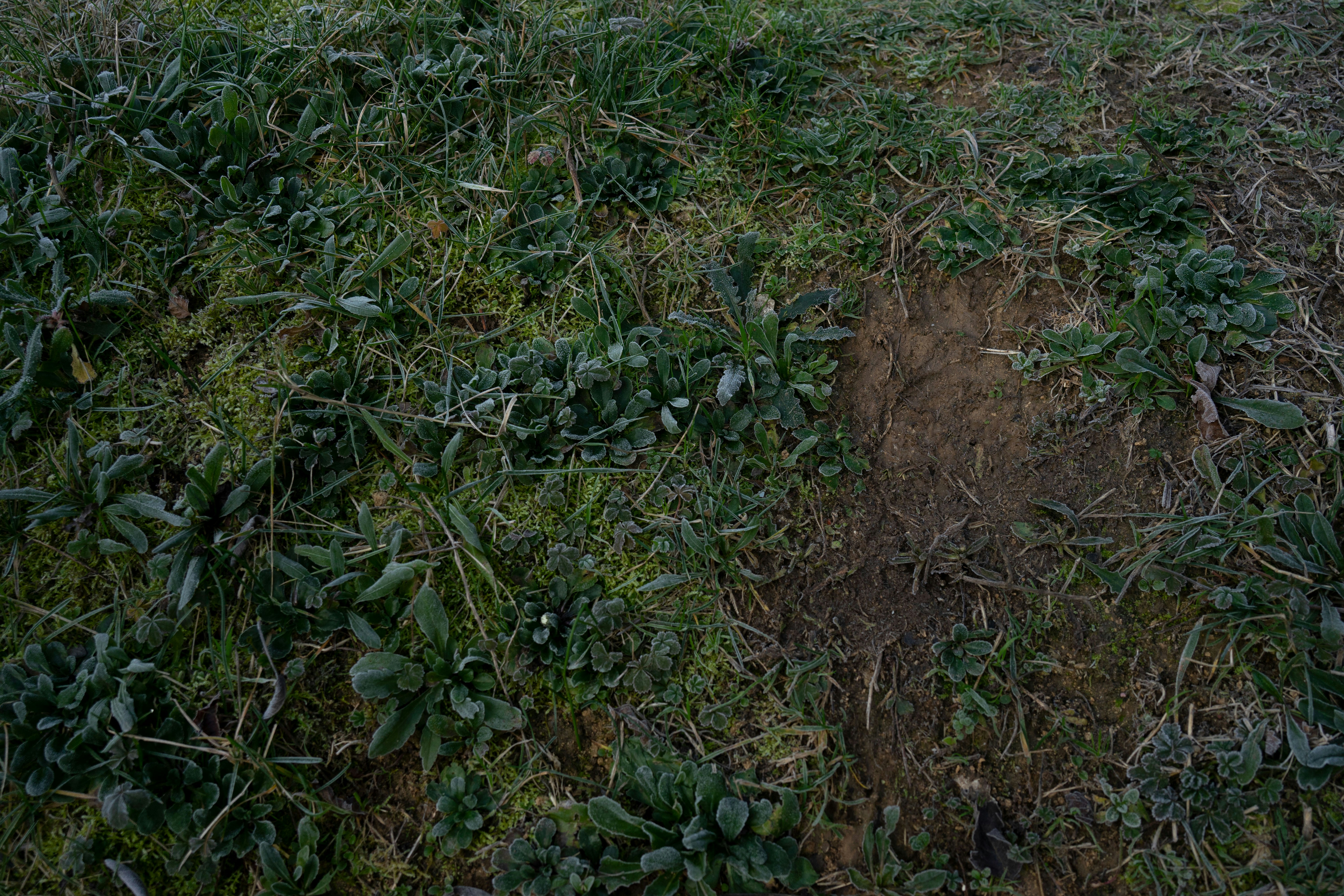 एक सूखा या थोड़ा क्षतिग्रस्त गेहूं का खेत, जहां फसलें पक चुकी हैं लेकिन झुकी हुई दिख रही हैं, एक किसान खेत में चिंता भरी नजरों से देख रहा है।