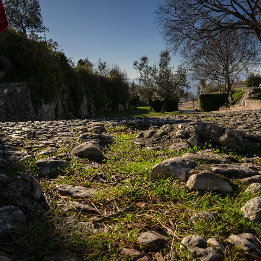 a field of rocks and grass with a tree in the background