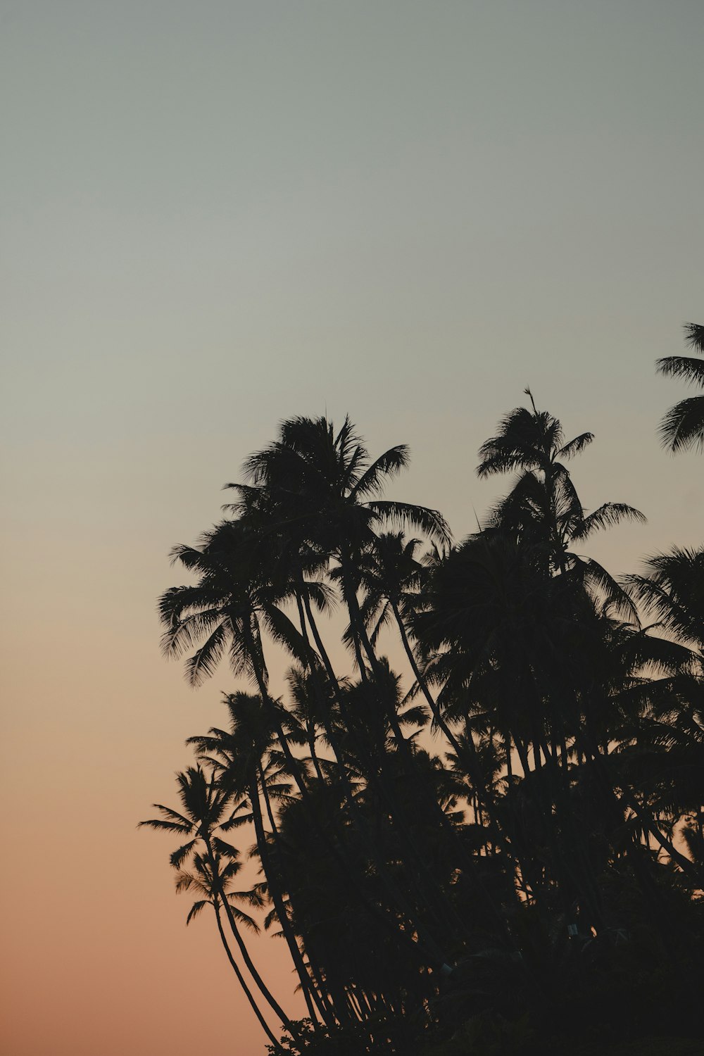 a group of palm trees with a sunset in the background