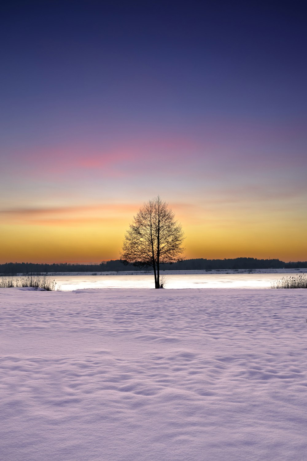 a lone tree in the middle of a snowy field