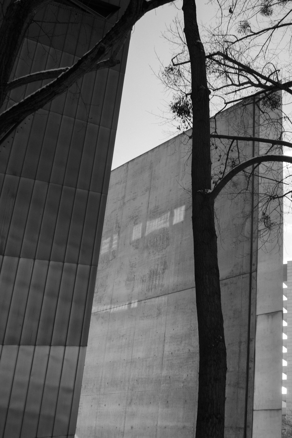 a black and white photo of a building and a tree