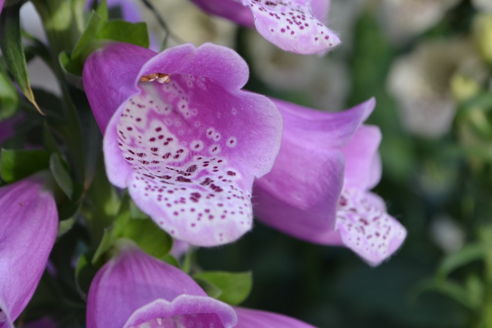 a close up of purple flowers with green leaves