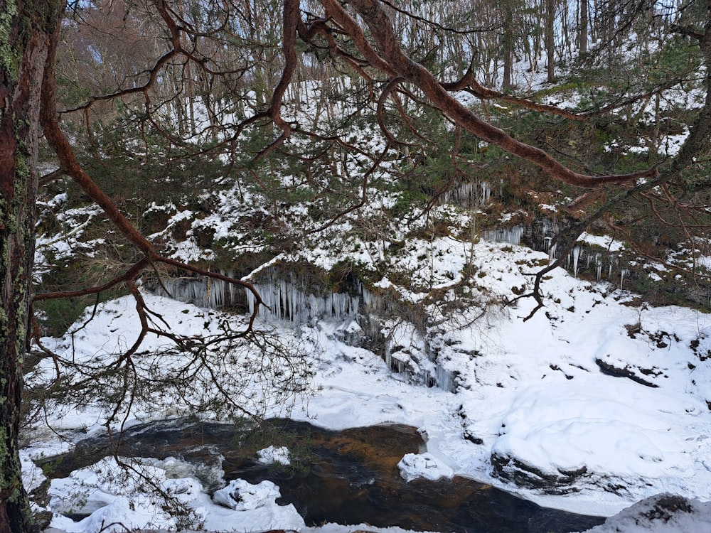 a small stream running through a snow covered forest