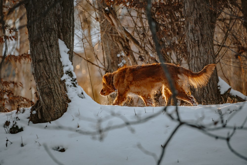 a dog walking through the woods in the snow