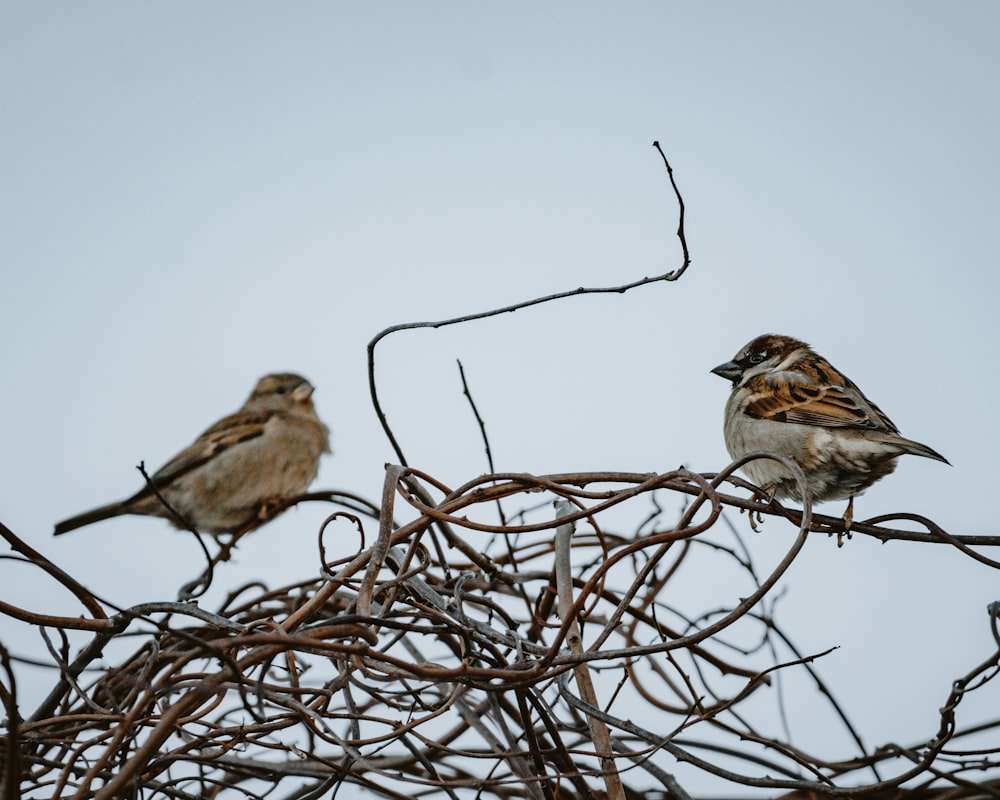 a couple of birds sitting on top of a tree branch