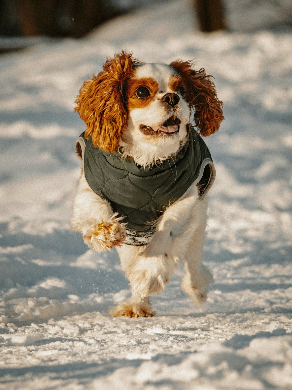 a dog running in the snow wearing a jacket