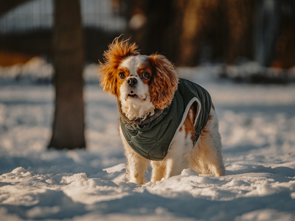 a brown and white dog wearing a scarf in the snow