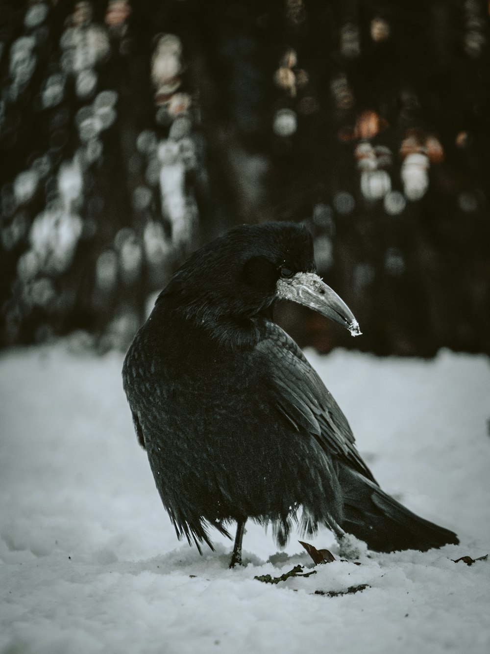 a black bird sitting on top of snow covered ground