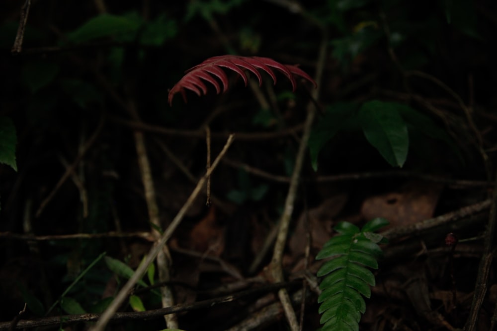 a small red plant in the middle of a forest