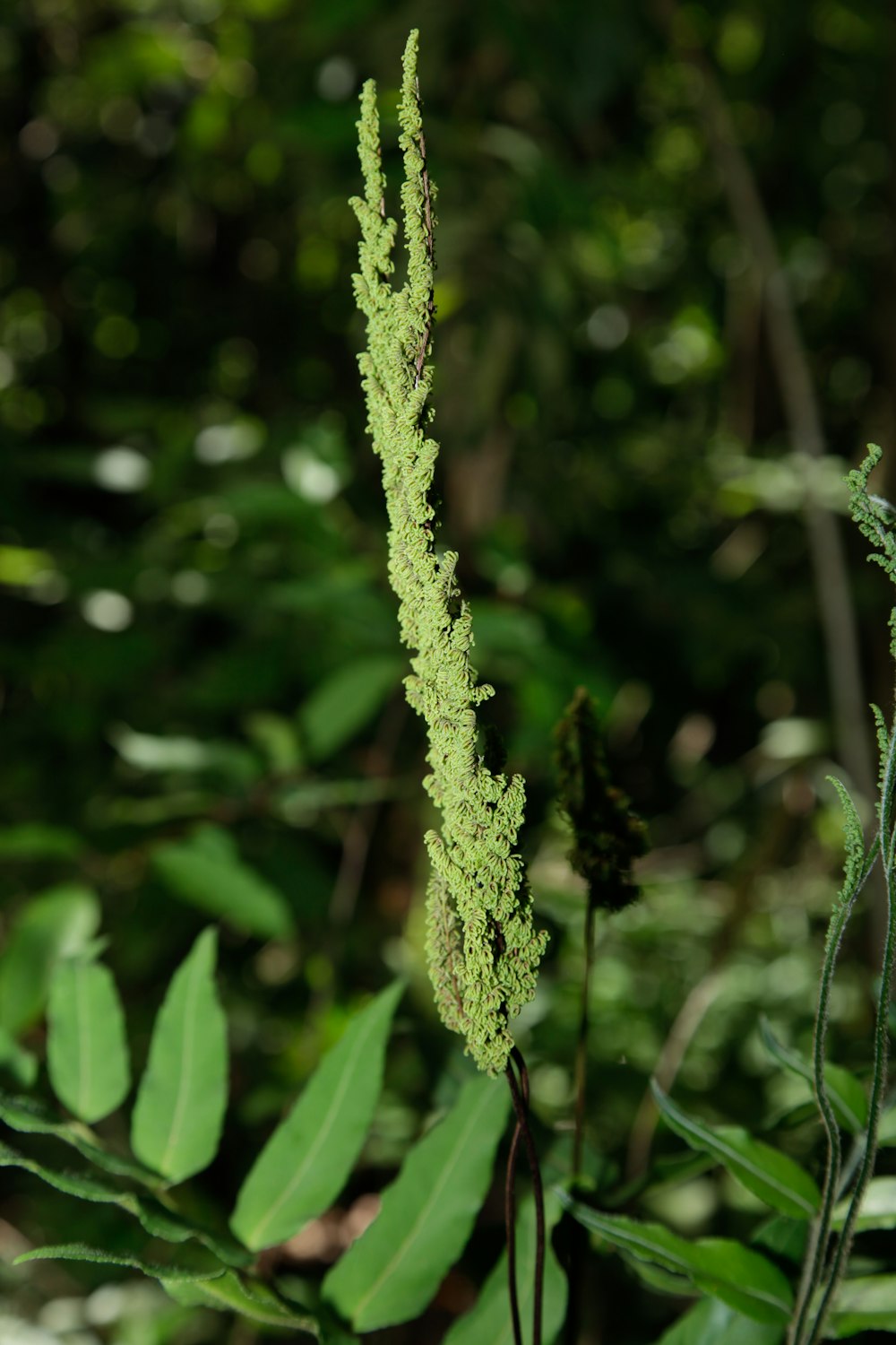 a close up of a green plant in a forest