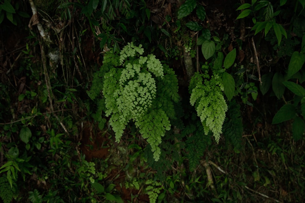 a green plant growing in the middle of a forest