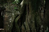 a large tree with its roots growing out of it