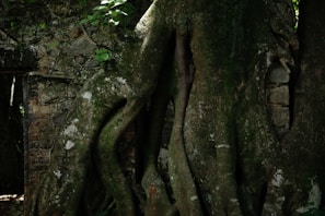 a large tree with its roots growing out of it