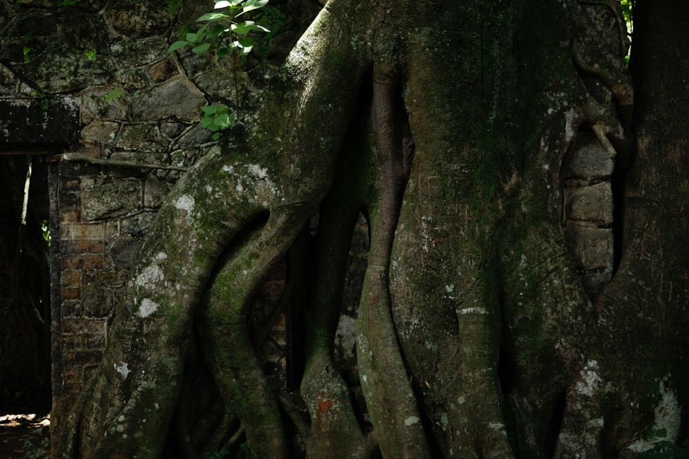 un árbol grande con sus raíces creciendo fuera de él