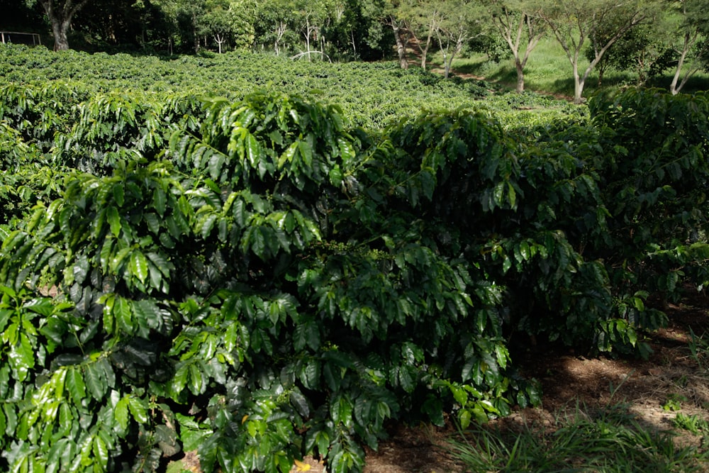 a lush green forest filled with lots of trees