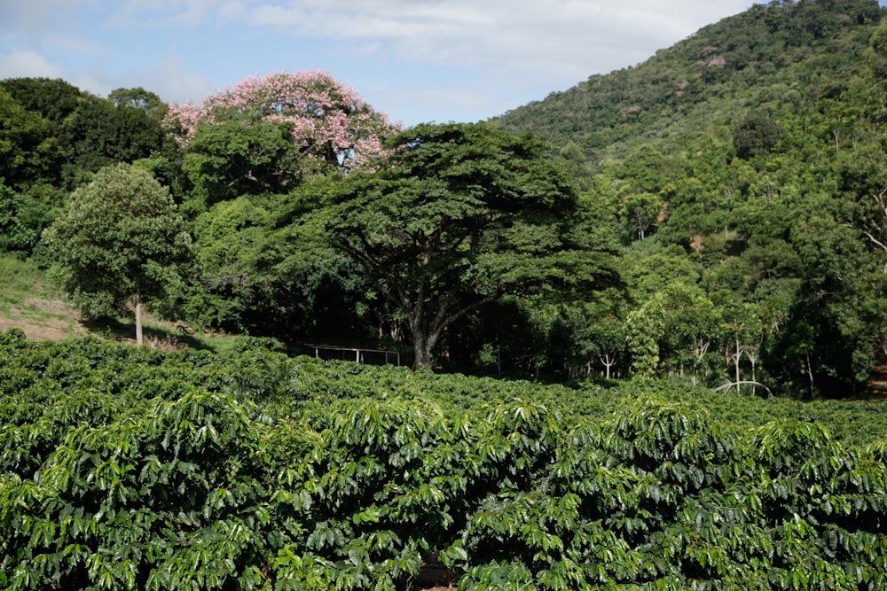 a lush green forest filled with lots of trees