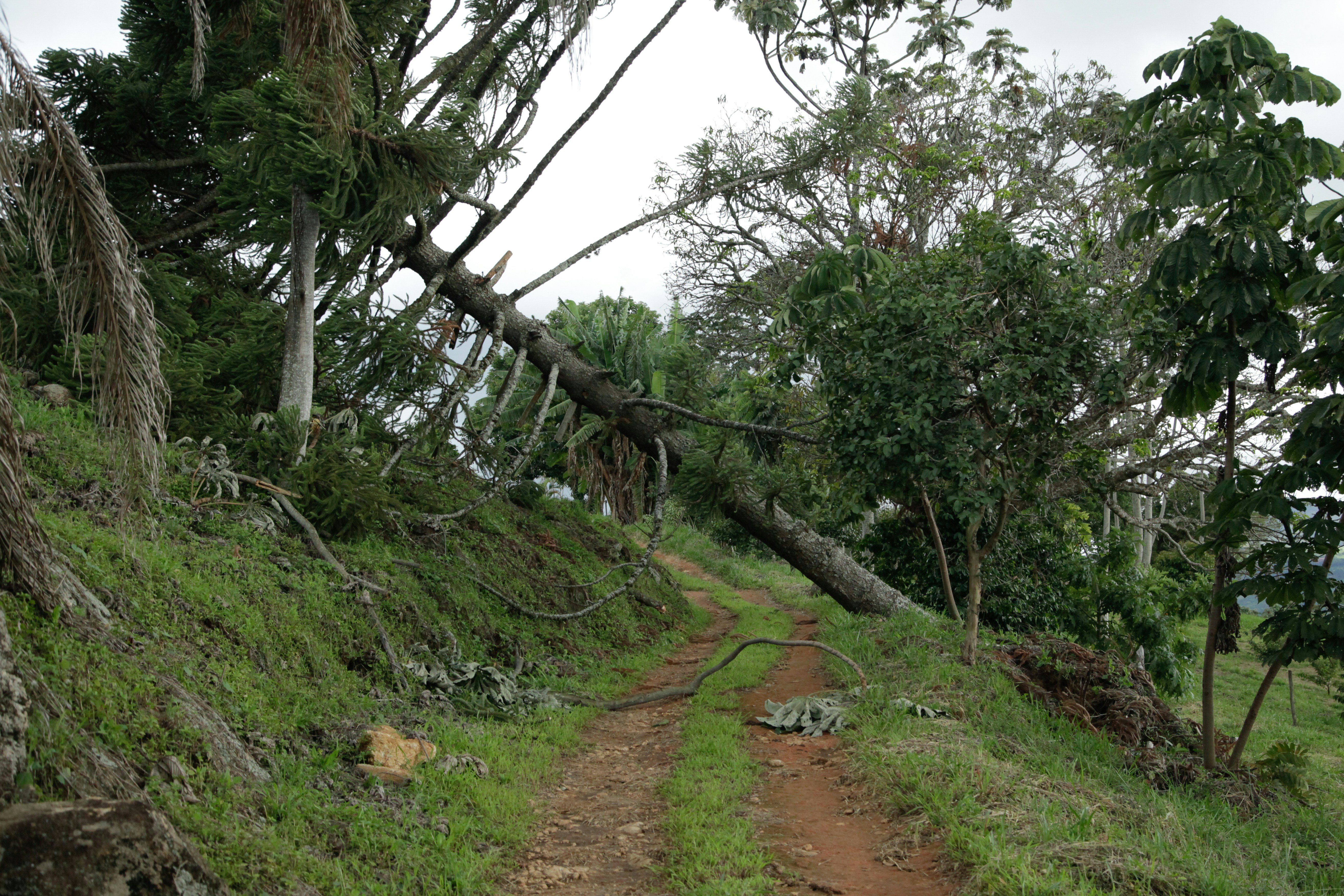 a dirt road with a fallen tree on the side of it
