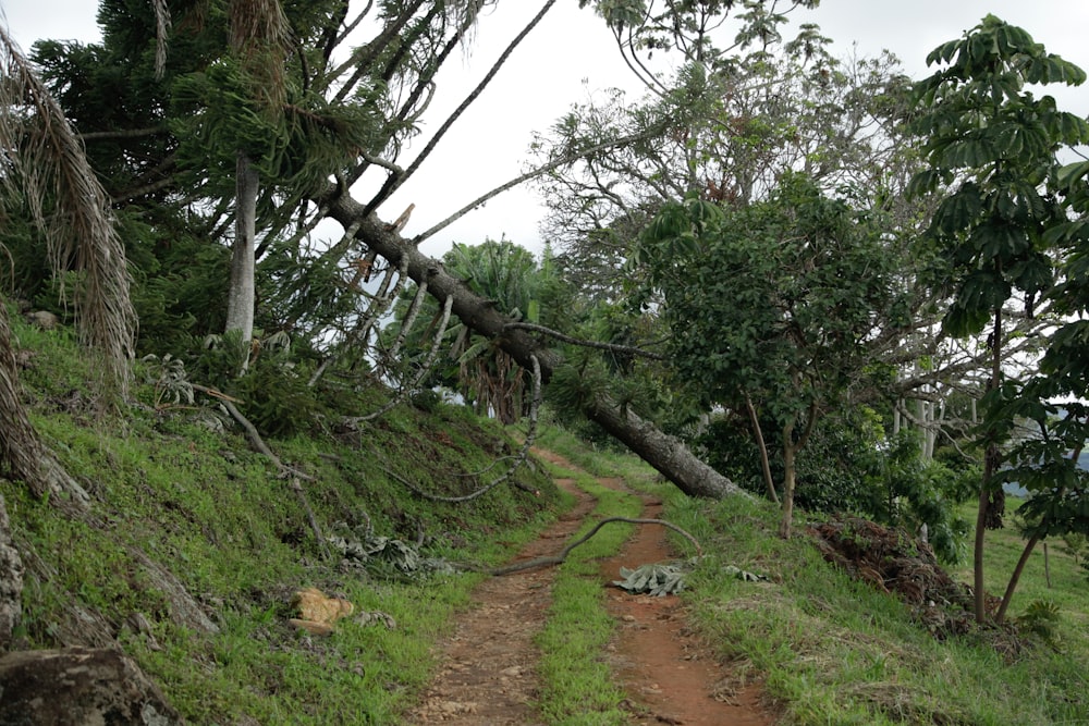 a dirt road with a fallen tree on the side of it