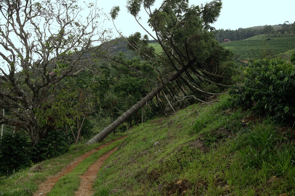 a fallen tree sitting on top of a lush green hillside