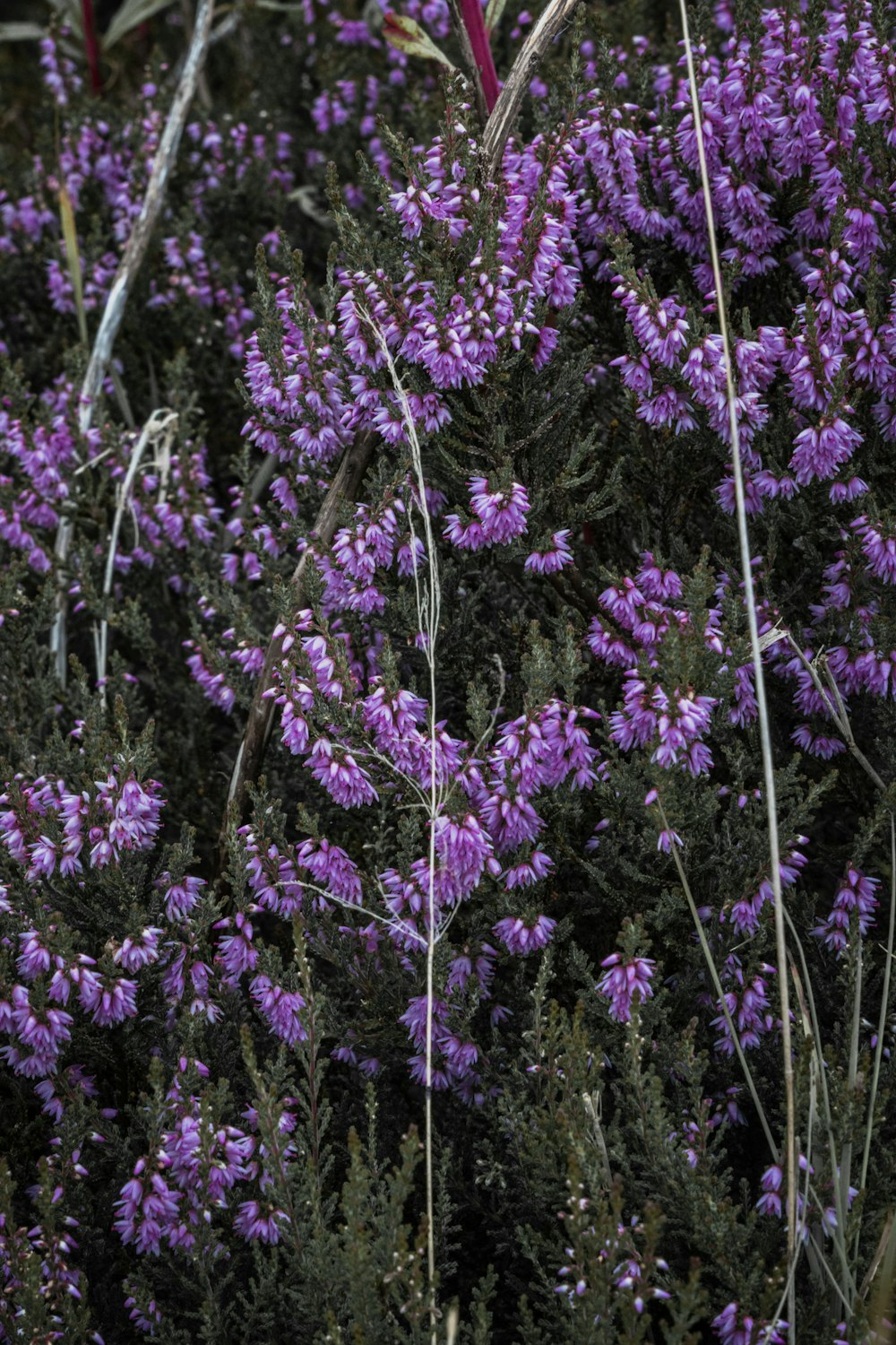 a bunch of purple flowers in a field