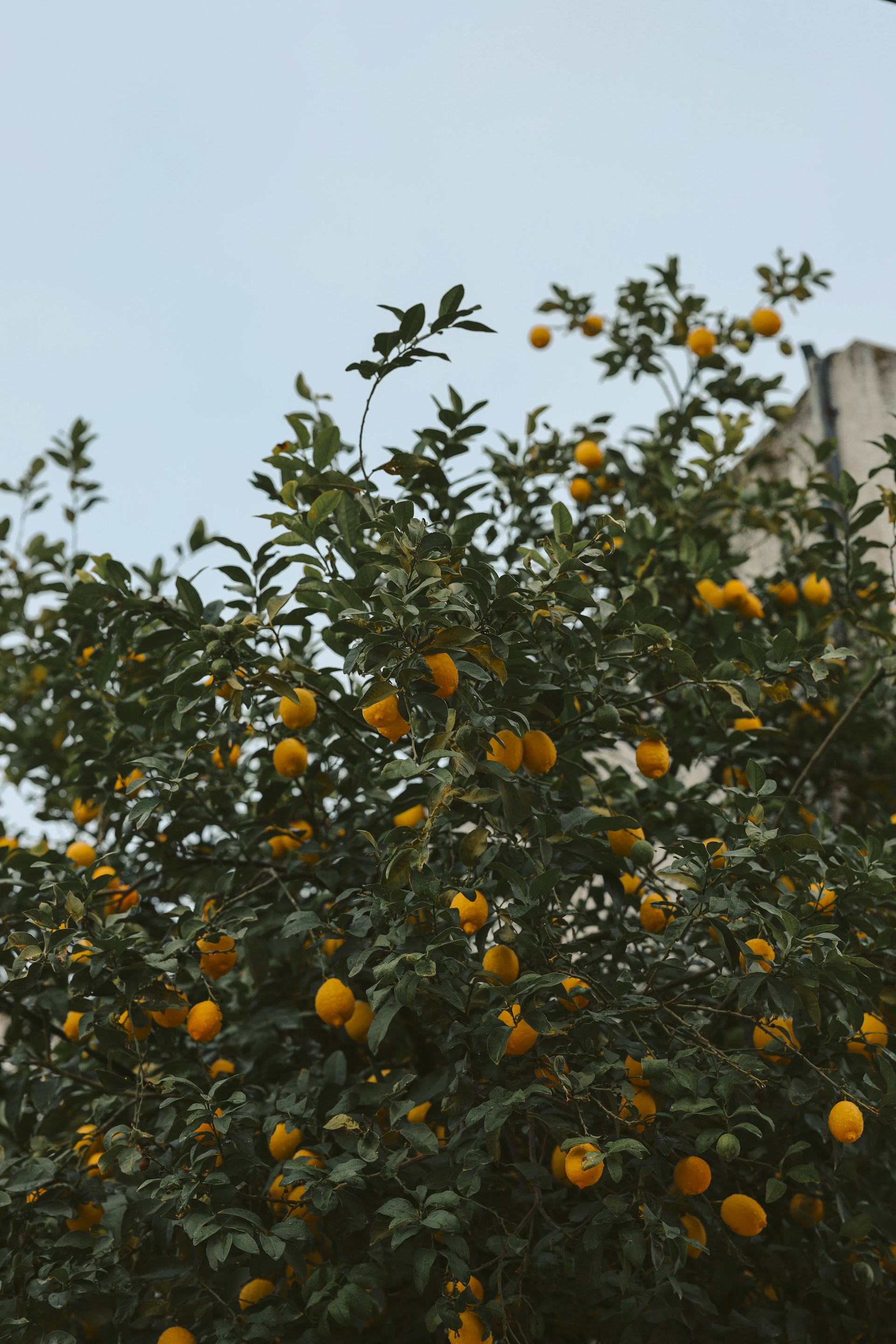 an orange tree with lots of oranges growing on it