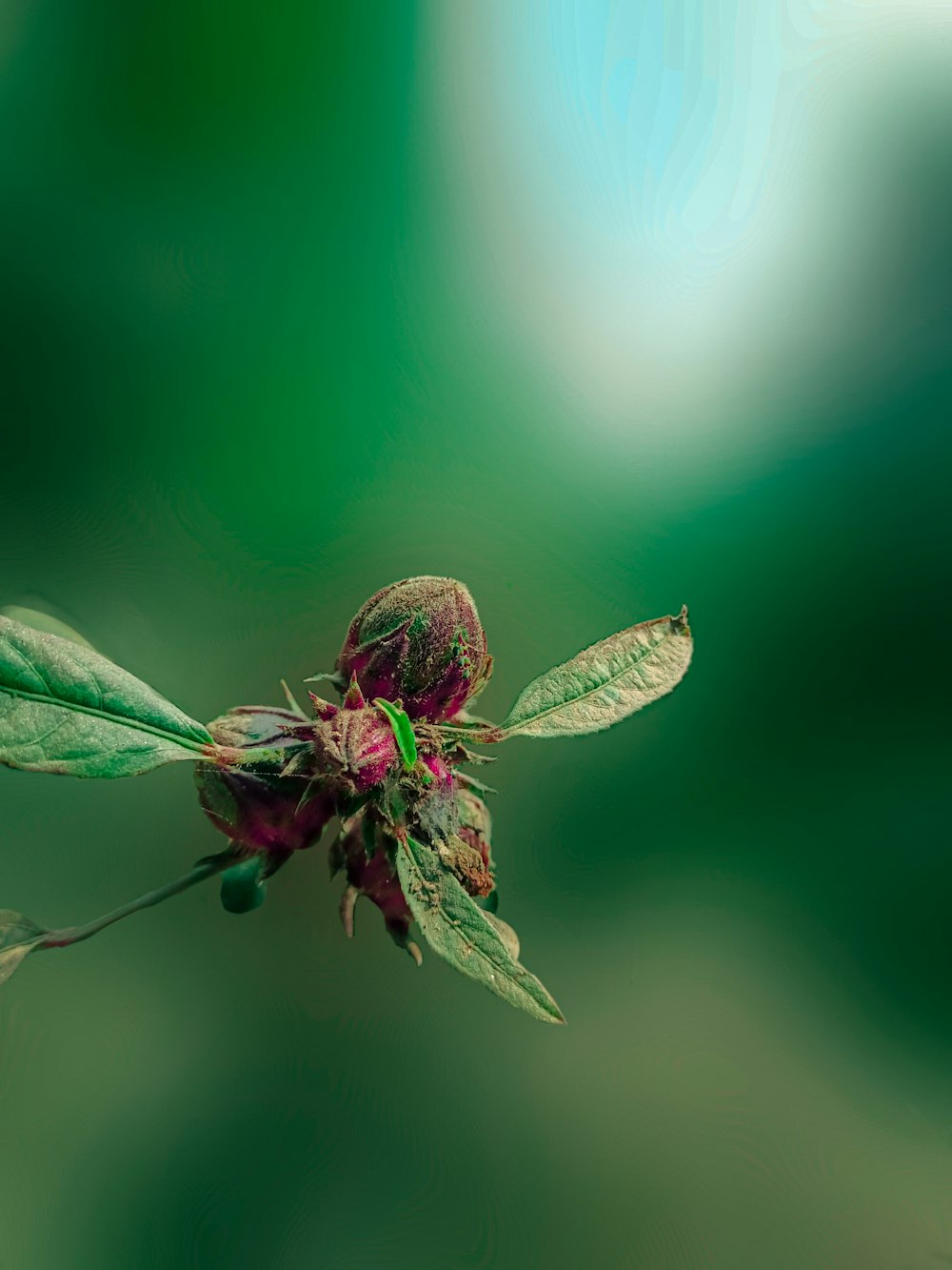 a close up of a flower with a blurry background