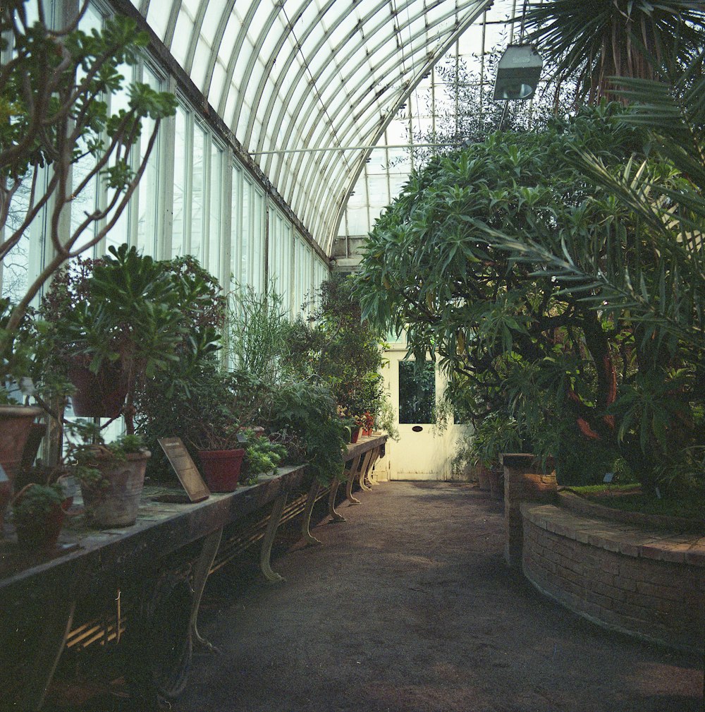 a greenhouse filled with lots of potted plants