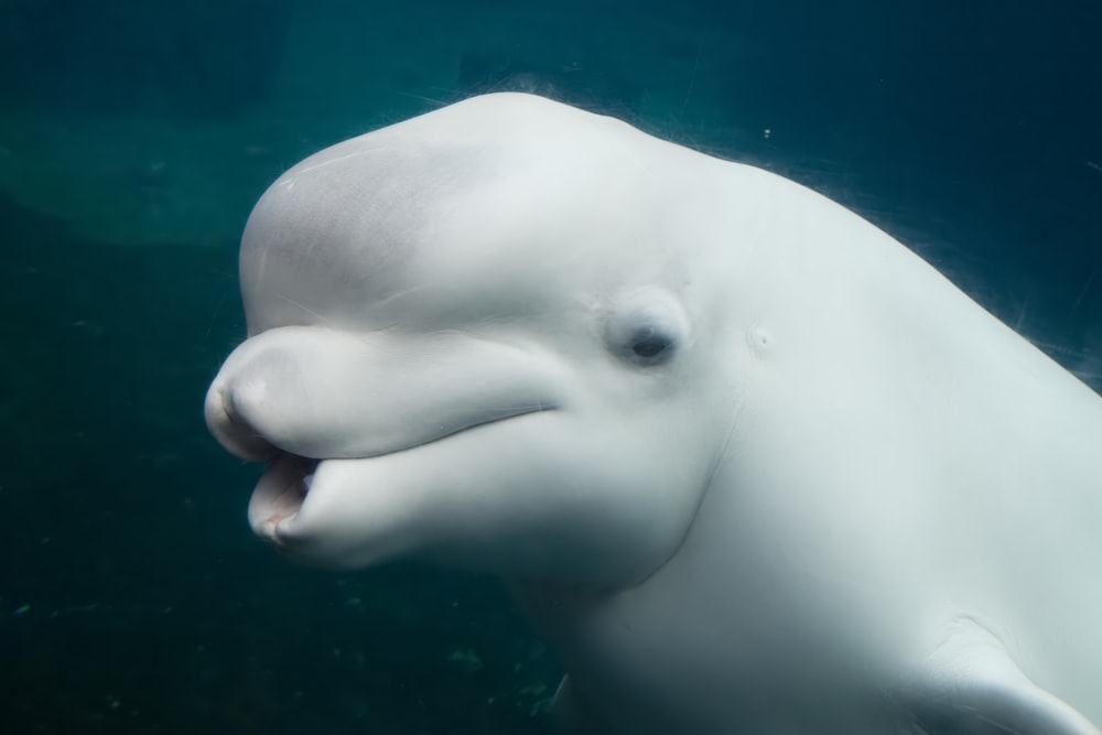 Beluga Whale in Mystic Aquarium, Mystic, Connecticut