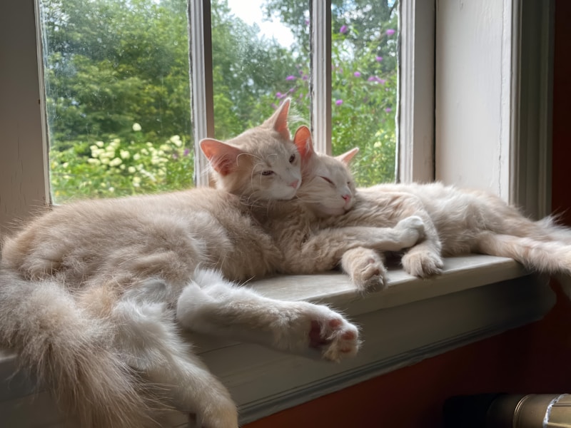 Pet friends Tater and Tot