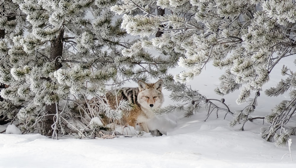 Yellowstone coyote