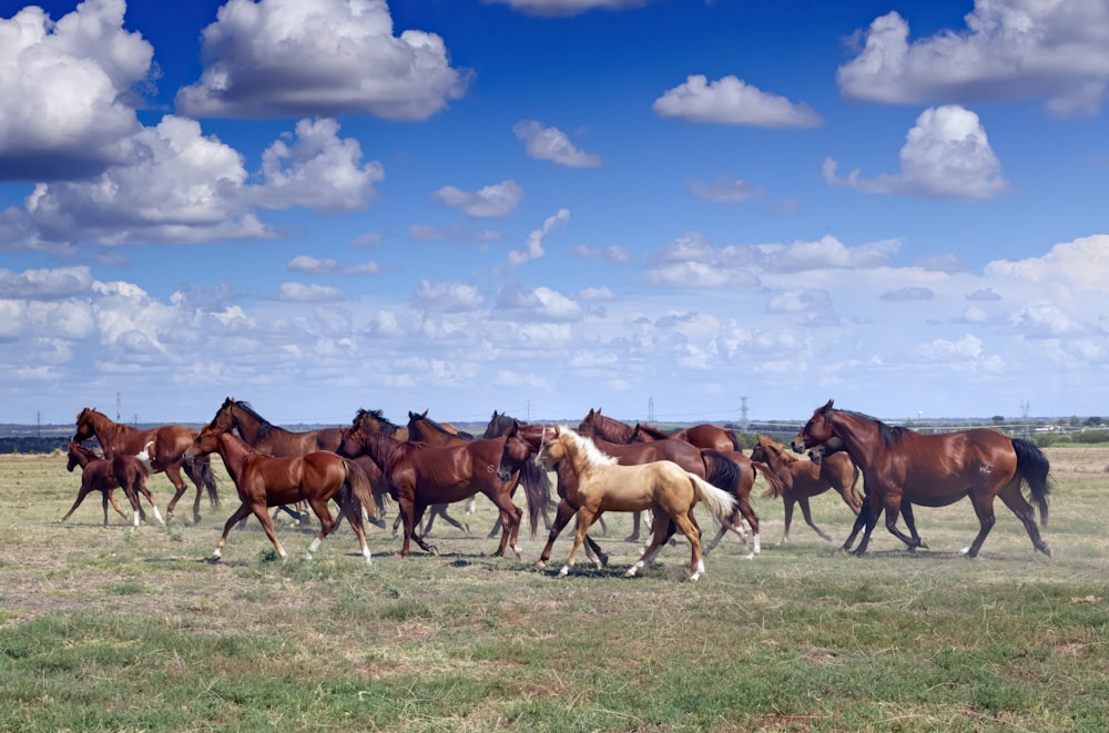 A horse jingle in the Texas wide open spaces