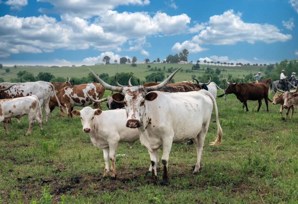 Part of a 200-head longhorn herd at the 1,800-acre Lonesome Pine Ranch