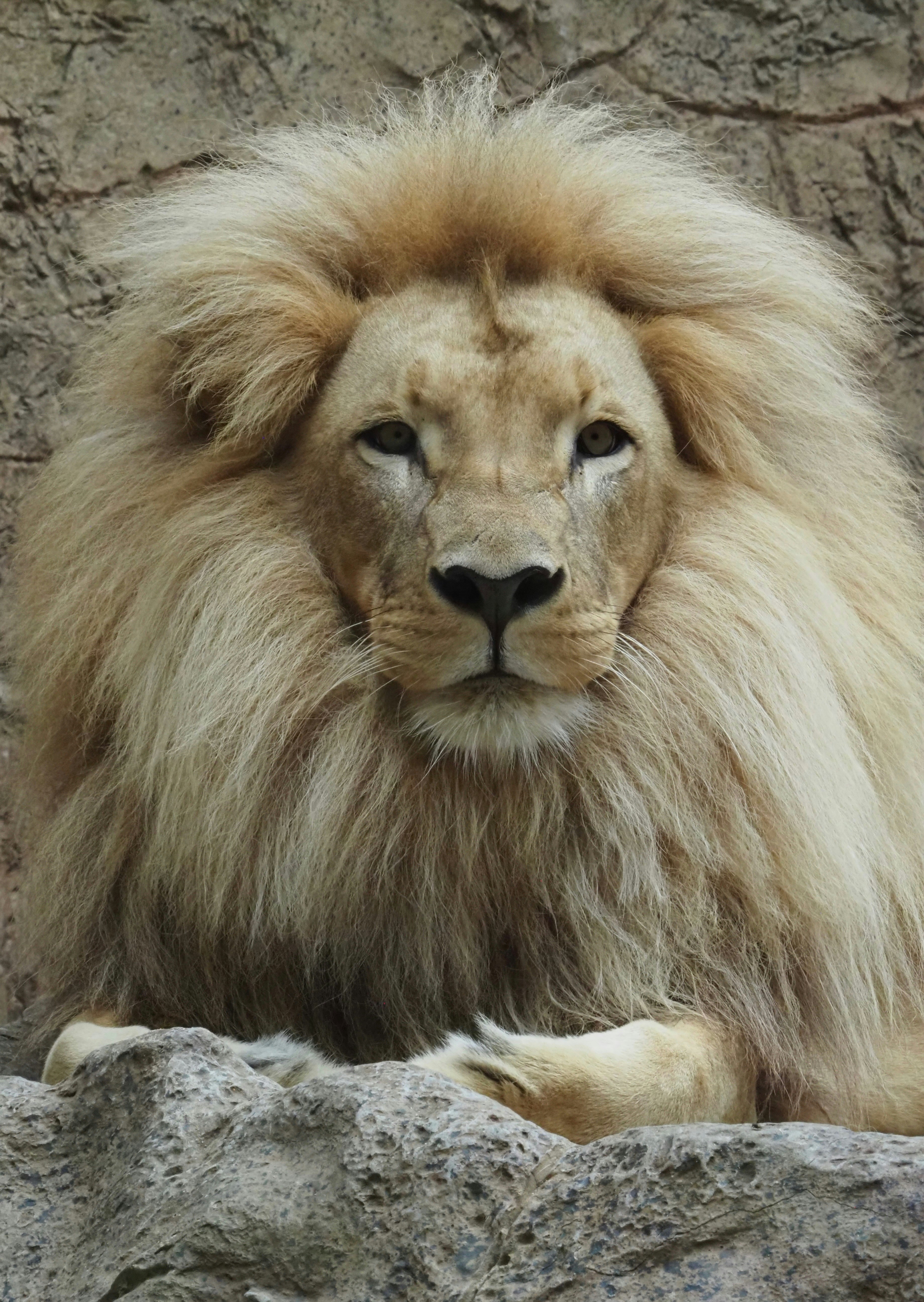 Close-up photograph of a lion's face and mane resting on rocky ground, eyes directly meeting the camera.