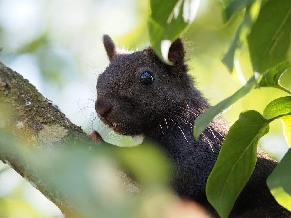 a black squirrel sitting on a tree branch