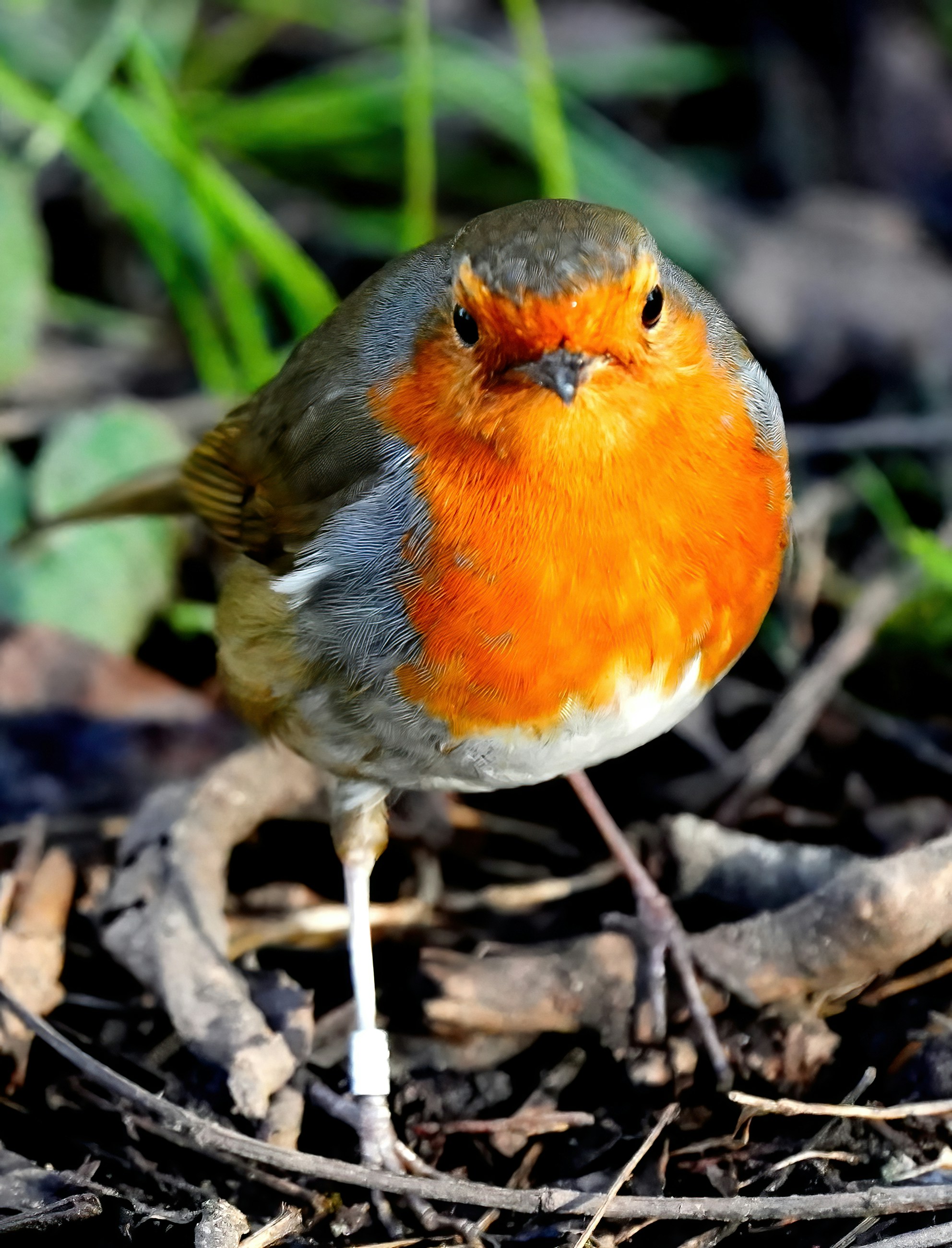 a small orange and gray bird standing on the ground